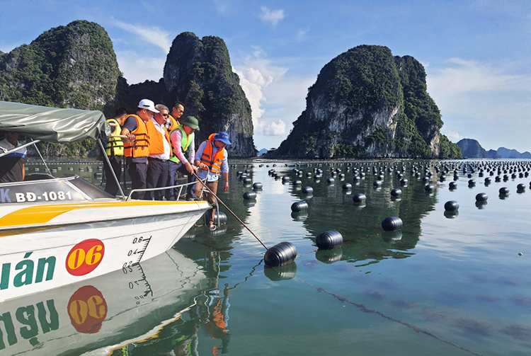 Vip 007 hiện đang mở quảng ninh