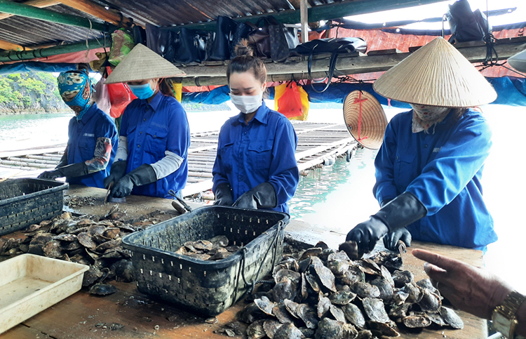 Vip 007 hiện đang mở quảng ninh