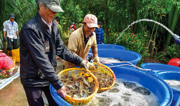 tôm càng xanh