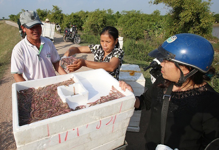 rươi hải phòng