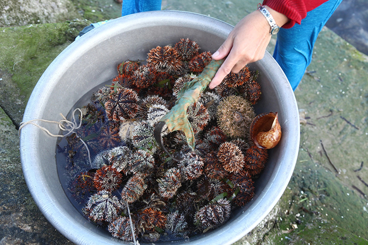 Lý Sơn