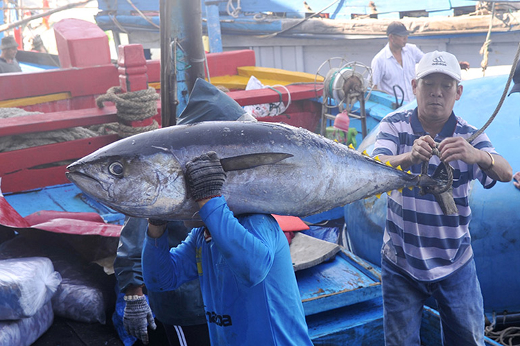 giá cá ngừ