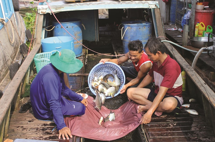 cá chợ