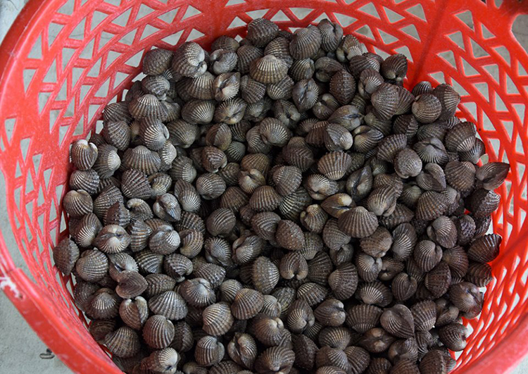 sò huyết