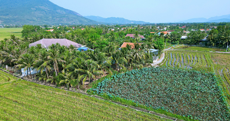 vườn dừa nam vân phong