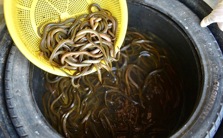 vựa lươn lớn nhất nghệ an