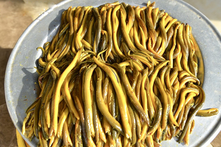 vựa lươn lớn nhất nghệ an