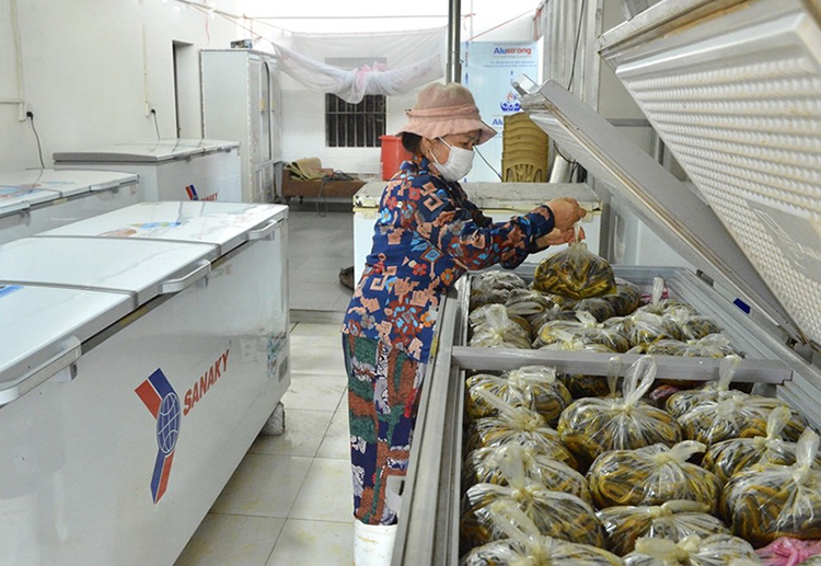 vựa lươn lớn nhất nghệ an