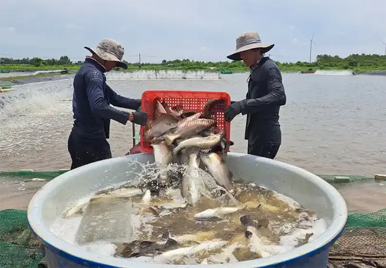 cá chẽm