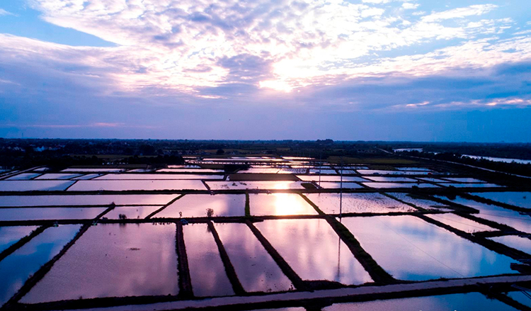 thu hoạch rươi