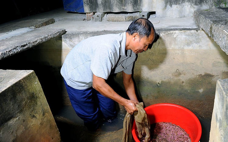 thu hoạch rươi