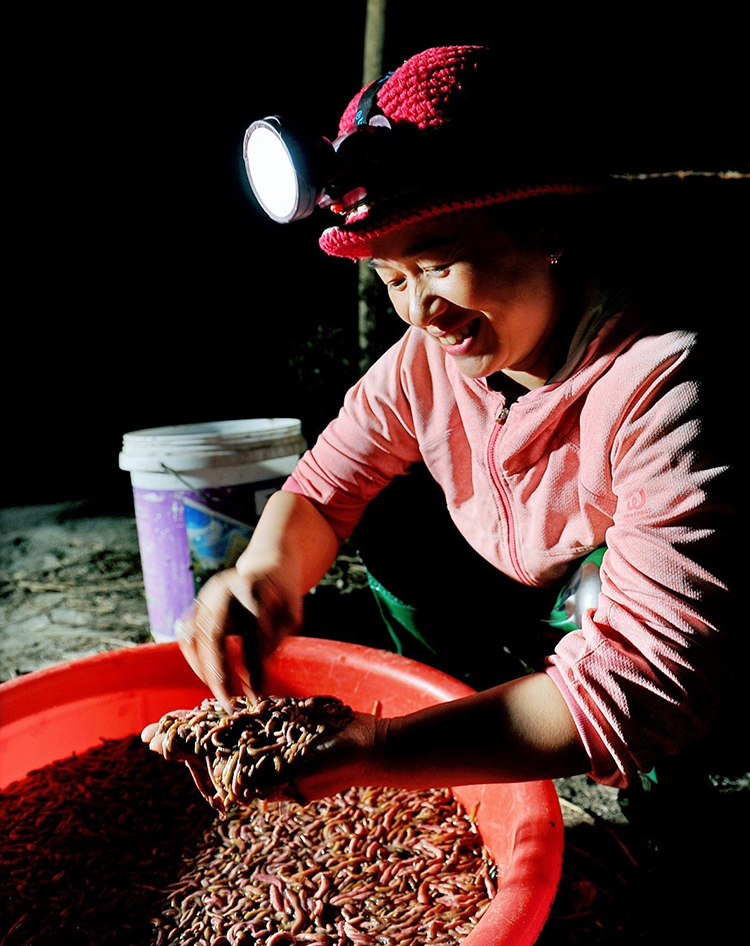 thu hoạch rươi