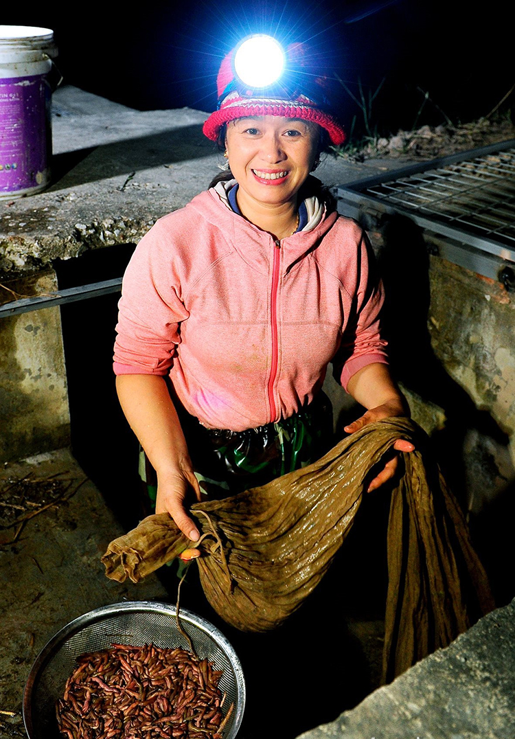 thu hoạch rươi