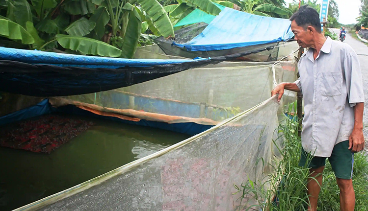 giá ếch