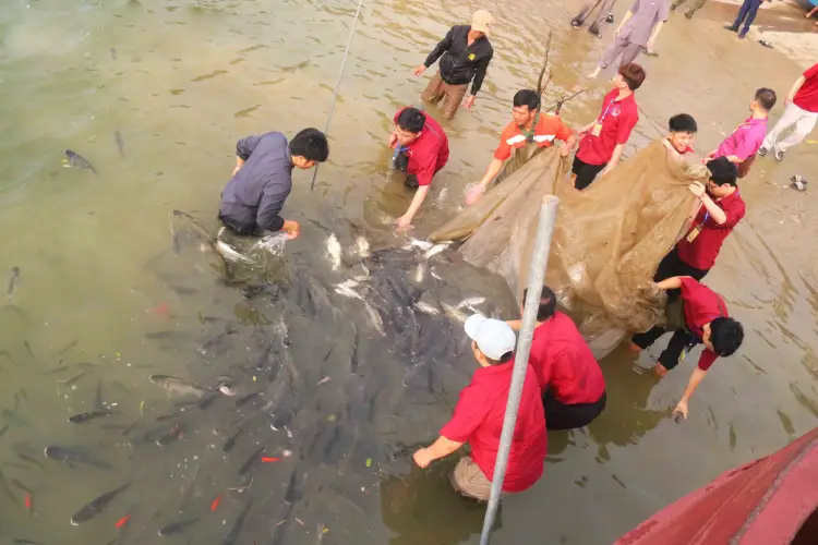 Chùa Viên Quang phóng sinh