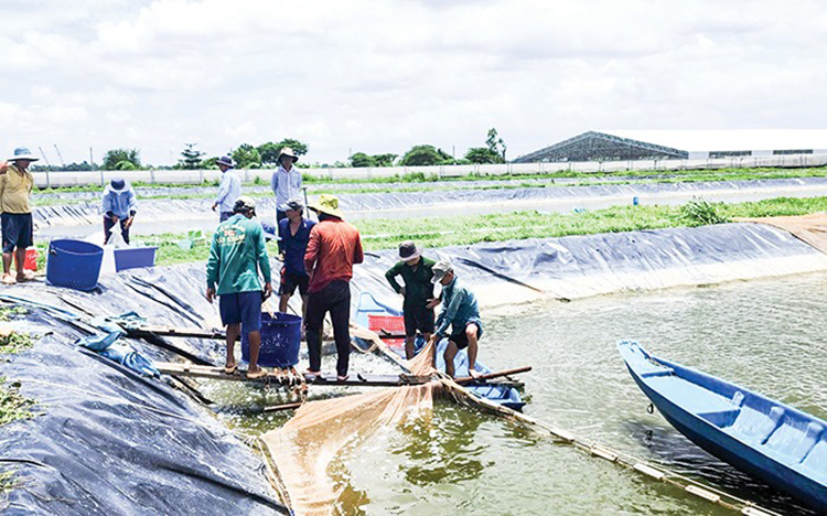 Giá cá tra giống
