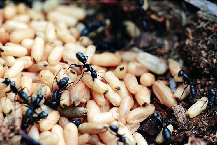sản xuất giống cá mú