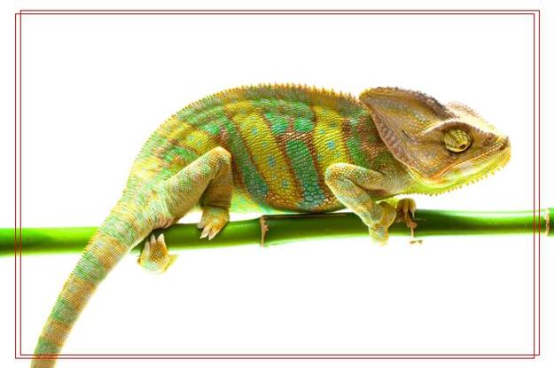 LORICA giúp tăng cường khả năng phòng bệnh của tôm