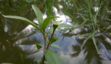 Ông Nguyễn Việt Thắng, Chủ tịch Hội Nghề cá Việt Nam