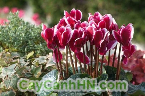 Đầu năm, ngư dân đã trúng đậm vụ cá cơm, góp phần đưa sản lượng khai thác 9 tháng đầu năm gần 51.000 tấn