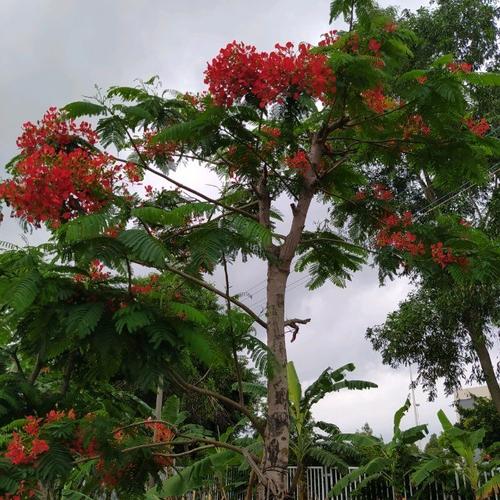 Ông Nguyễn Công Cẩn, Phó Tổng Giám đốc phụ trách kỹ thuật giới thiệu về nguồn tôm bố mẹ được gắn chíp để theo dõi 